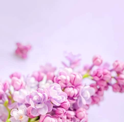 flowers-banner-large-min flowers-banner-large-min